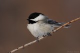 Msange  tte noire / Black-capped Chickadee