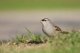 Bruant  couronne blanche / White-crowned Sparrow