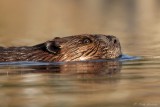 Castor /  North American Beaver