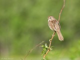 Bruant chanteur / Song Sparrow