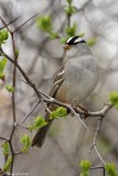 Bruant  couronne blanche / White-crowned Sparrow