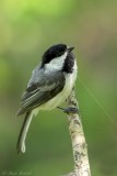 Msange  tte noire / Black-capped Chickadee