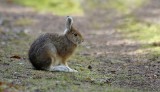 Lièvre dAmérique / Snowshoe Hare