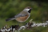 Msange  tte brune / Boreal Chickadee