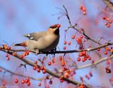 Jaseur Boral / Bohemian Waxwing