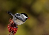 Msange  tte noire / Black-capped Chickadee