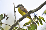 Great Kiskadee (Pitangus Sulphuratus)