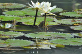 Waterlily #3