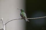 Hummingbird Glittering-throated Emerald (Amazilia Fimbriata)