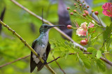 Plain-bellied Emerald hummingbird (Amazilia Leucogaster)