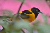 Campo Oriole or Campo Troupial (Icterus Jamacaii)