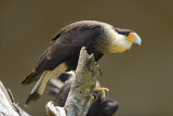 Caracara (Polyborus Plancus)