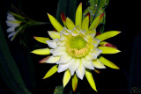 Cactus Mandacaru (Cereus Jamacaru)