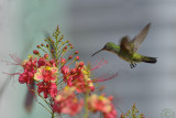 Plain-bellied Emerald hummingbird (Amazilia Leucogaster)