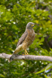 Gavio-carij - Roadside hawk - (Rupornis Magnirostris)