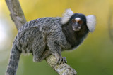 Common marmoset (Callithrix Jacchus)