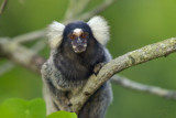 Common marmoset (Callithrix Jacchus)
