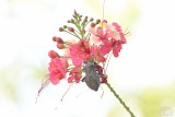 Pastel colors bug and flower