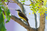 Great Kiskadee (Pitangus Sulphuratus)