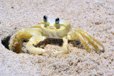 Crab Maria Farinha (Ocypode cursor)