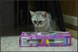 DSC04443.jpg
