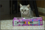 DSC04446.jpg