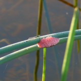 Island Apple Snail Eggs