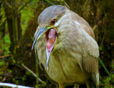 Juvenile Black-Crowned Night Heron