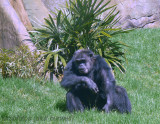 Africas Chimpanzees
