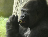 Gorilla Nkosi (m)[rip] - NC Zoo 