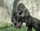 Gorilla Nkosi (m)[rip] - NC Zoo 