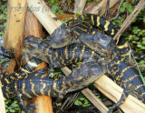Reptiles & Amphibians in Florida