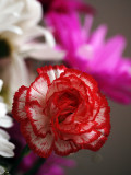 carnations