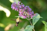 Hummingbird Moth
