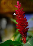 D4B_5450RedGingerBud1.jpg