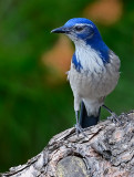 D4B_8822WesternScrubJayWWParkCropB1.jpg