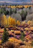 D4D_9669Hwy395SierraCropA1.jpg