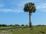 Hidden waters preserve, Eustis