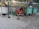 63 Government Supported Pets-Istanbul (Turkey).JPG