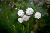 20130804-YJ3R8572r.jpg