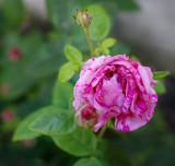 Rosa Mundi