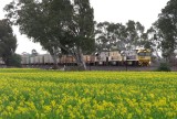 Glenorchy Canola