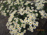 feverfew herb