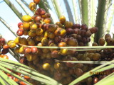 dates nest