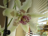 phalaenopsis - a real beauty