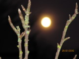 full moon descending