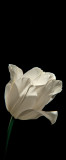 The white delicate Tulip
