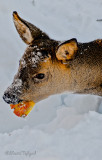 Hungry deer eating apple