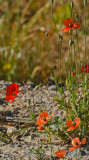 #Spring #flowers in #Figeira da Foz, #Portugal