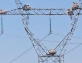 Storks in Portugal